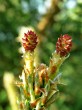 Pinus sylvestris (Scotch pine) - ♀ cones