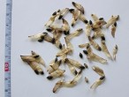 Pinus sylvestris (Scotch pine) - the seed is 3 - 4 mm large