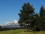 Pinus sylvestris (Scotch pine) - if it grows as a solitary plant, it tends to branch out, therefore