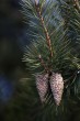 Pinus sylvestris (Scotch pine) - the fruit is a cone