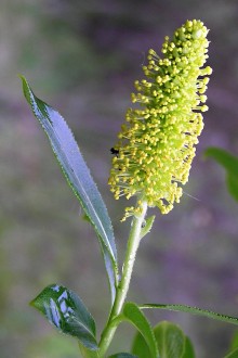 Salix pentadra (Five-stemmed willow) - male (♂) catkins