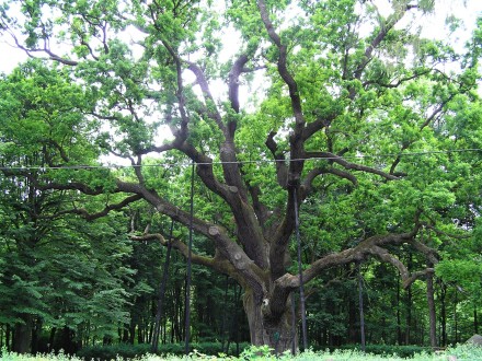Quercus robur (Pedunculate oak, English oak) - Bartek oak, Poland - Zagnańsk, approximately 1000 years old, Polish national tree