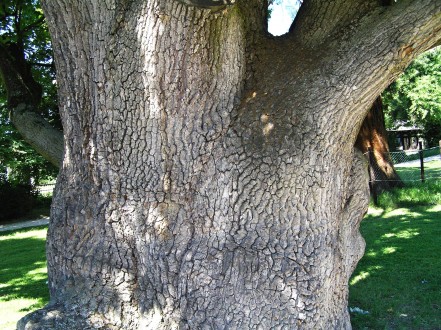 Quercus robur (Pedunculate oak, English oak) - bork