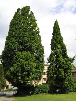 Quercus robur (Pedunculate oak, English oak) - creates various growth and shape forms – conical