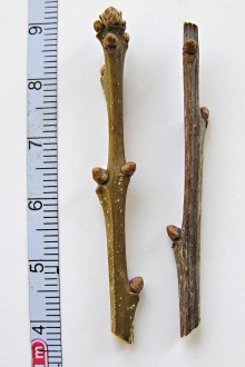 Quercus robur (Pedunculate oak, English oak)