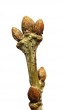 Quercus robur (Pedunculate oak, English oak)