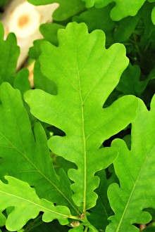 Quercus robur (Pedunculate oak, English oak) - upper side