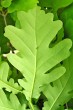 Quercus robur (Pedunculate oak, English oak) - underside