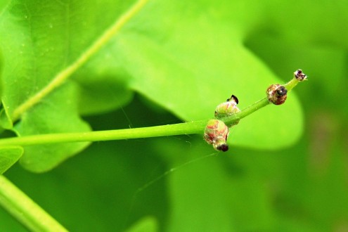 Quercus robur (Pedunculate oak, English oak) - female (♀) flowers