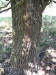 Quercus robur (Pedunculate oak, English oak) - bork