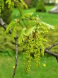 Quercus robur (Pedunculate oak, English oak)