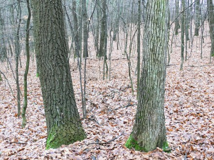 Quercus petraea (Sessile Oak) - on the right is the bark of the Sessile Oak (Quercus petraea) and on the left is the bark of the Turkey oak (Quercus cerris)