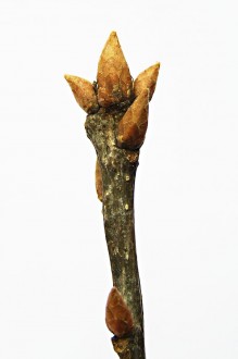 Quercus petraea (Sessile Oak)