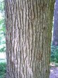 Quercus petraea (Sessile Oak) - bork is longitudinally cracked into flat rectangular plates