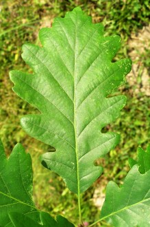 Quercus petraea (Sessile Oak) - upper side