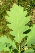 Quercus petraea (Sessile Oak) - underside