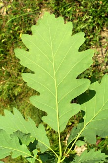 Quercus petraea (Sessile Oak) - underside