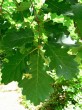 Quercus petraea (Sessile Oak) - a twig with leaves