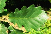 Quercus petraea (Sessile Oak) - upper side
