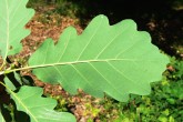 Quercus petraea (Sessile Oak) - underside