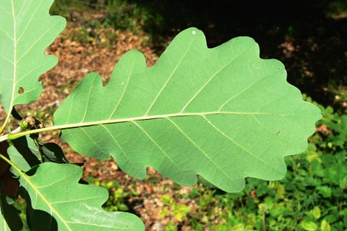 Quercus petraea (Sessile Oak) - underside