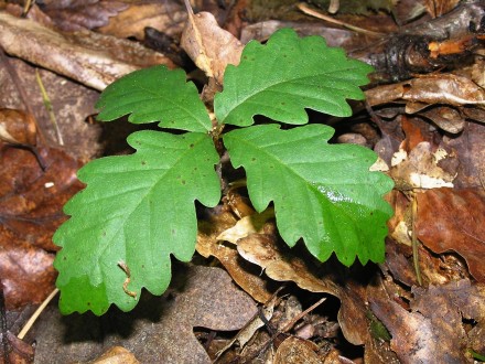 Quercus petraea (Sessile Oak) - seedling