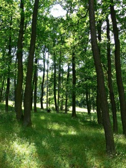 Quercus petraea (Sessile Oak) - in the stand, the crown is set higher