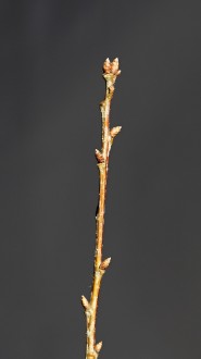Quercus petraea (Sessile Oak)
