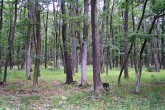 Quercus petraea (Sessile Oak) - stand