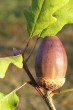 Quercus petraea (Sessile Oak)