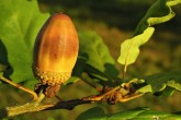 Quercus petraea (Sessile Oak)