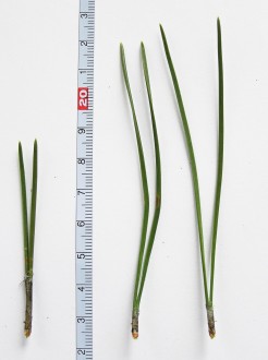 Pinus nigra