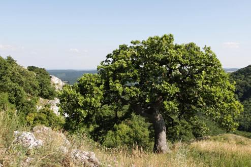 Quercus pubescens (Downy oak) - this pubescens oak is a characteristic tree of the Protected Landscape Area Pálava, Czechia
