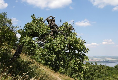 Quercus pubescens (Downy oak) - as a landscape-forming element (Protected Landscape Area Pálava, Czechia)