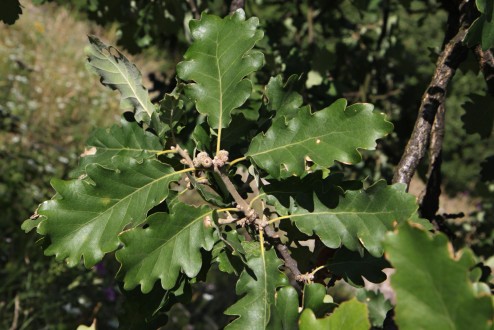 Quercus pubescens (Downy oak) - twig with leaves