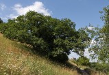 Quercus pubescens (Downy oak) - as a shrub (Protected Landscape Area Pálava, Czechia)