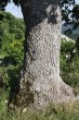 Quercus pubescens (Downy oak) - bork