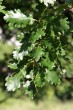 Quercus pubescens (Downy oak) - twig with leaves