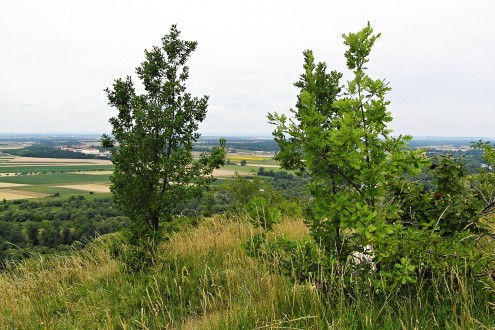 Quercus pubescens (Downy oak) - NPR Devínska Kobyla, Slovakia