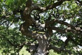 Quercus pubescens (Downy oak) - crown architecture