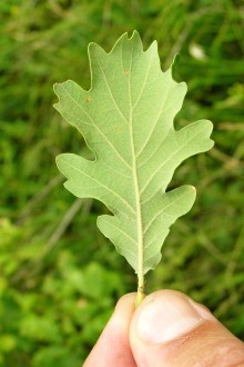 Quercus pubescens (Downy oak) - underside