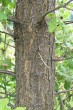 Quercus pubescens (Downy oak) - the bark
