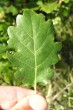 Quercus pubescens (Downy oak) - upper side