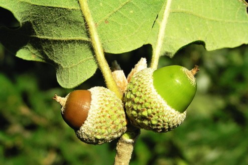 Quercus pubescens (Downy oak)