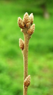 Quercus pubescens (Downy oak)