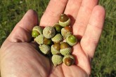 Quercus pubescens (Downy oak)