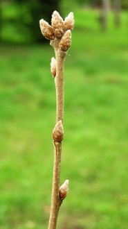 Quercus pubescens (Downy oak)