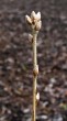 Quercus pubescens (Downy oak)