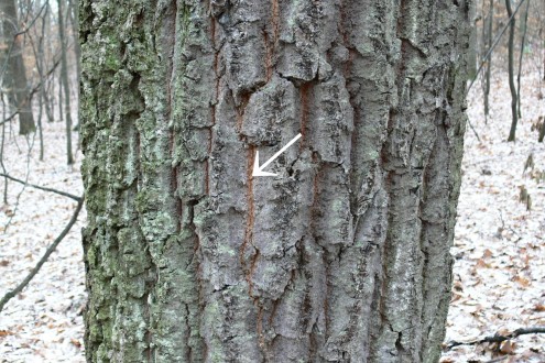 Quercus cerris (Austrian oak) - the bork is rusty to cinnamon brown in the cracks
