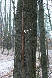 Quercus cerris (Austrian oak) - frost crack